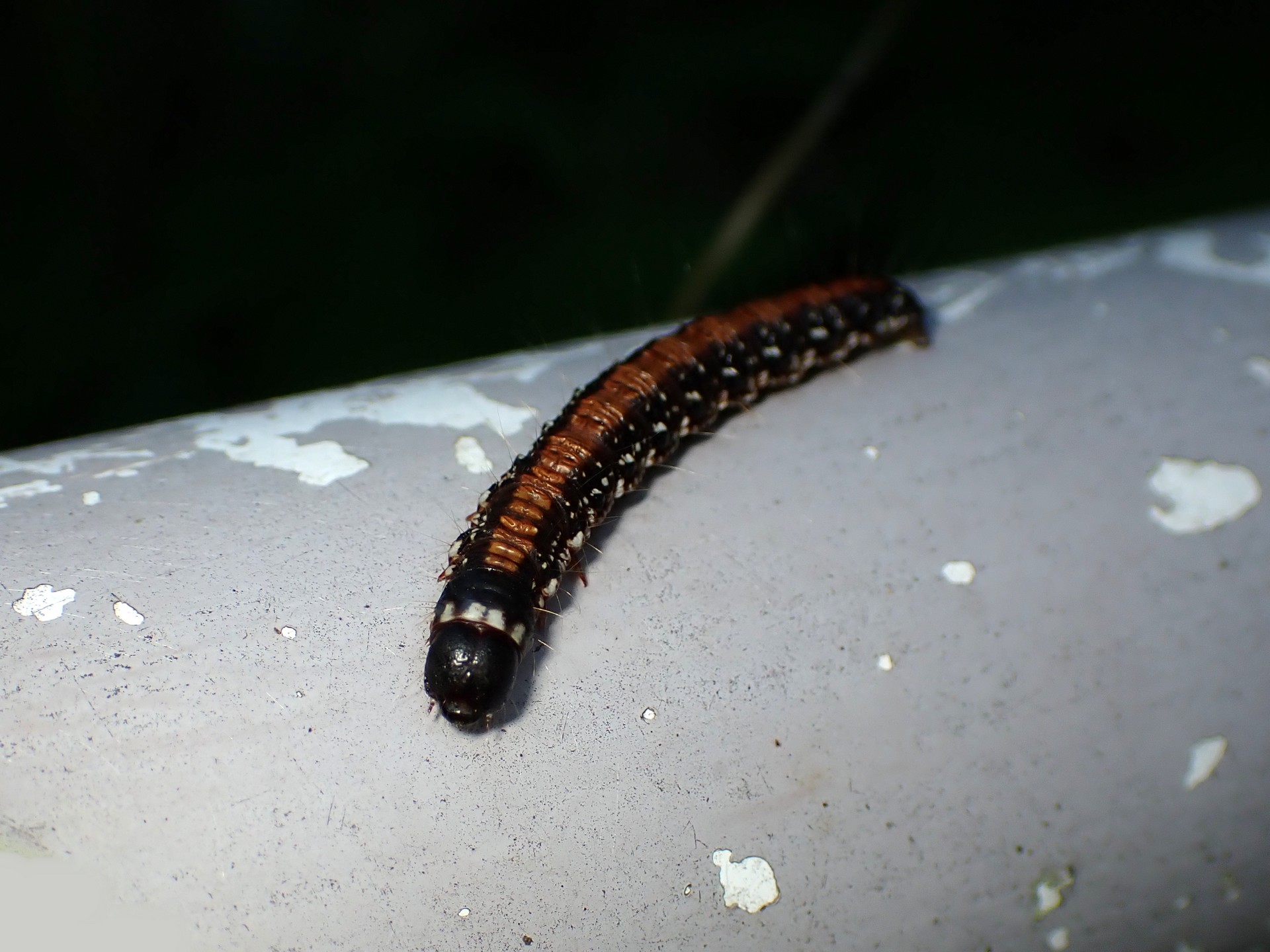 トサカフトメイガ の高画質写真です。横浜市で、2024年8月12日に撮影したものです。