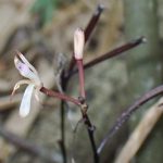 トサノクロムヨウラン の高画質写真です。横浜市で、2024年8月5日に撮影したものです。