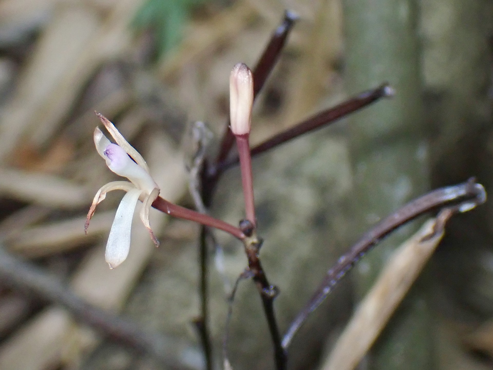トサノクロムヨウラン の高画質写真です。横浜市で、2024年8月5日に撮影したものです。