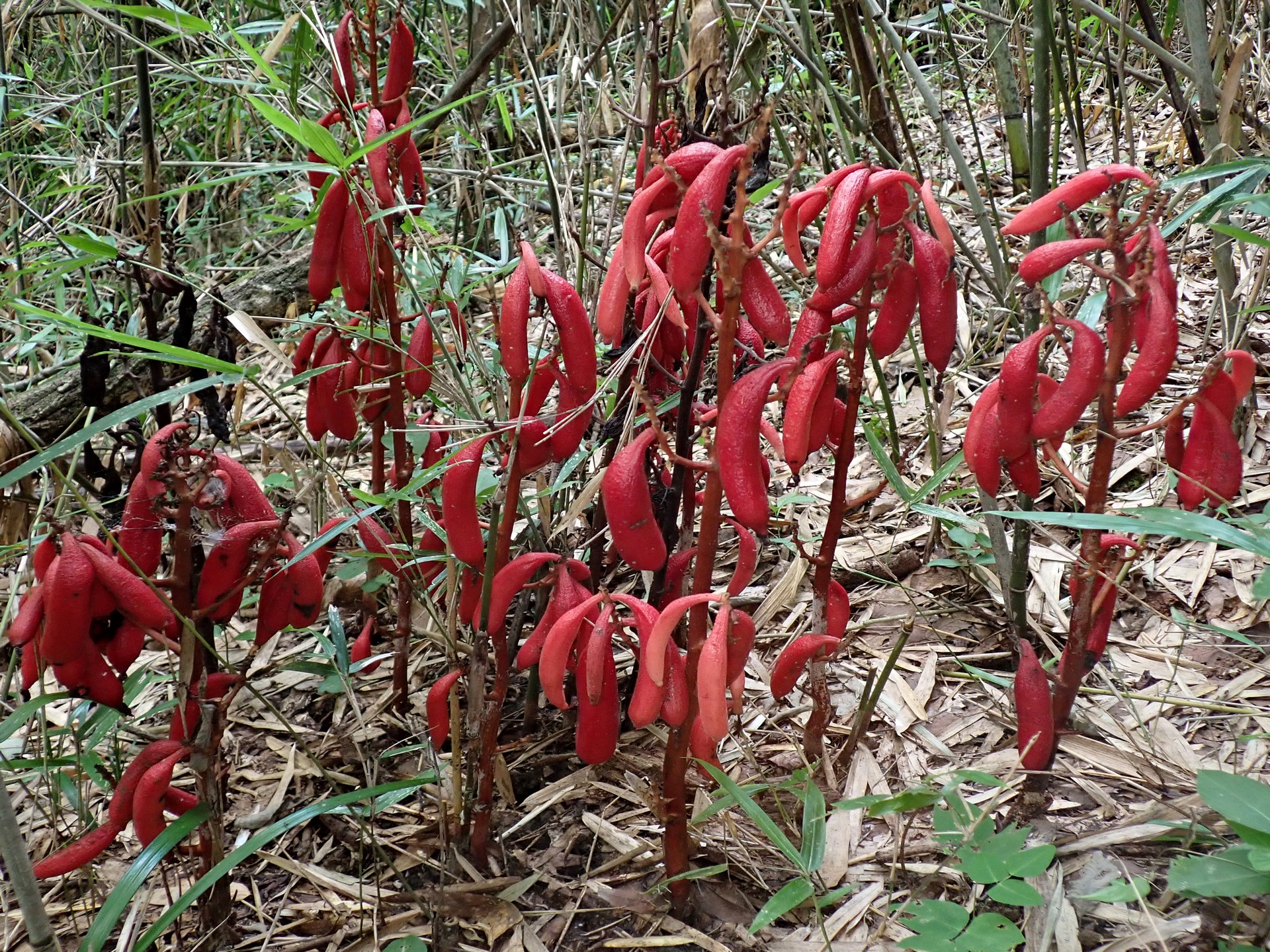 ツチアケビ の高画質写真です。横浜市で、2024年8月5日に撮影したものです。
