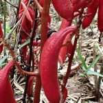 ツチアケビ の高画質写真です。横浜市で、2024年8月5日に撮影したものです。