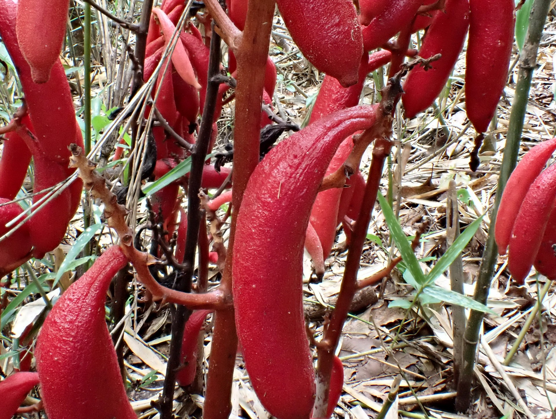 ツチアケビ の高画質写真です。横浜市で、2024年8月5日に撮影したものです。