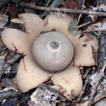 ツチグリの仲間 の高画質写真です。横浜市で、2024年8月17日に撮影したものです。