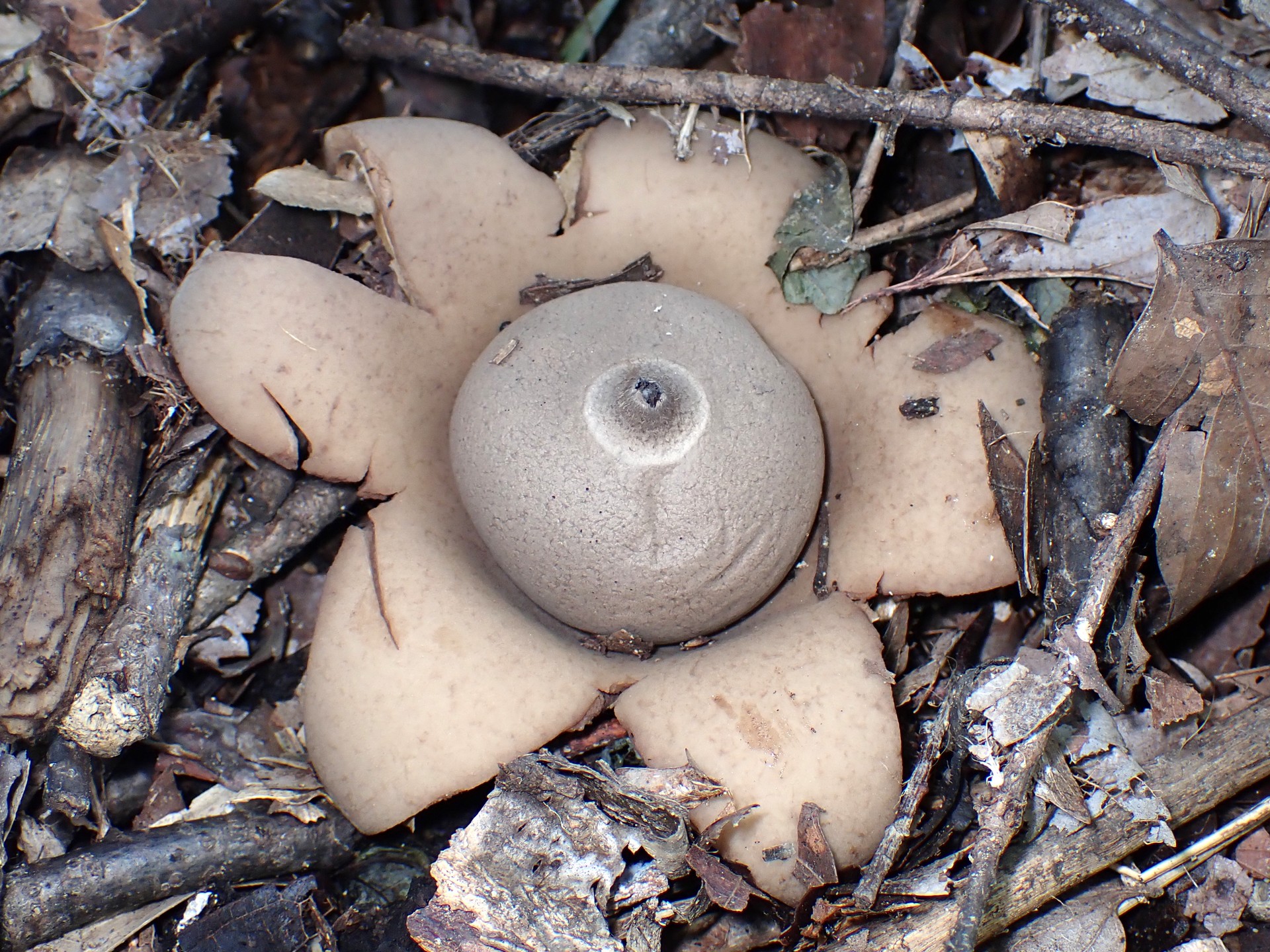 ツチグリの仲間 の高画質写真です。横浜市で、2024年8月17日に撮影したものです。