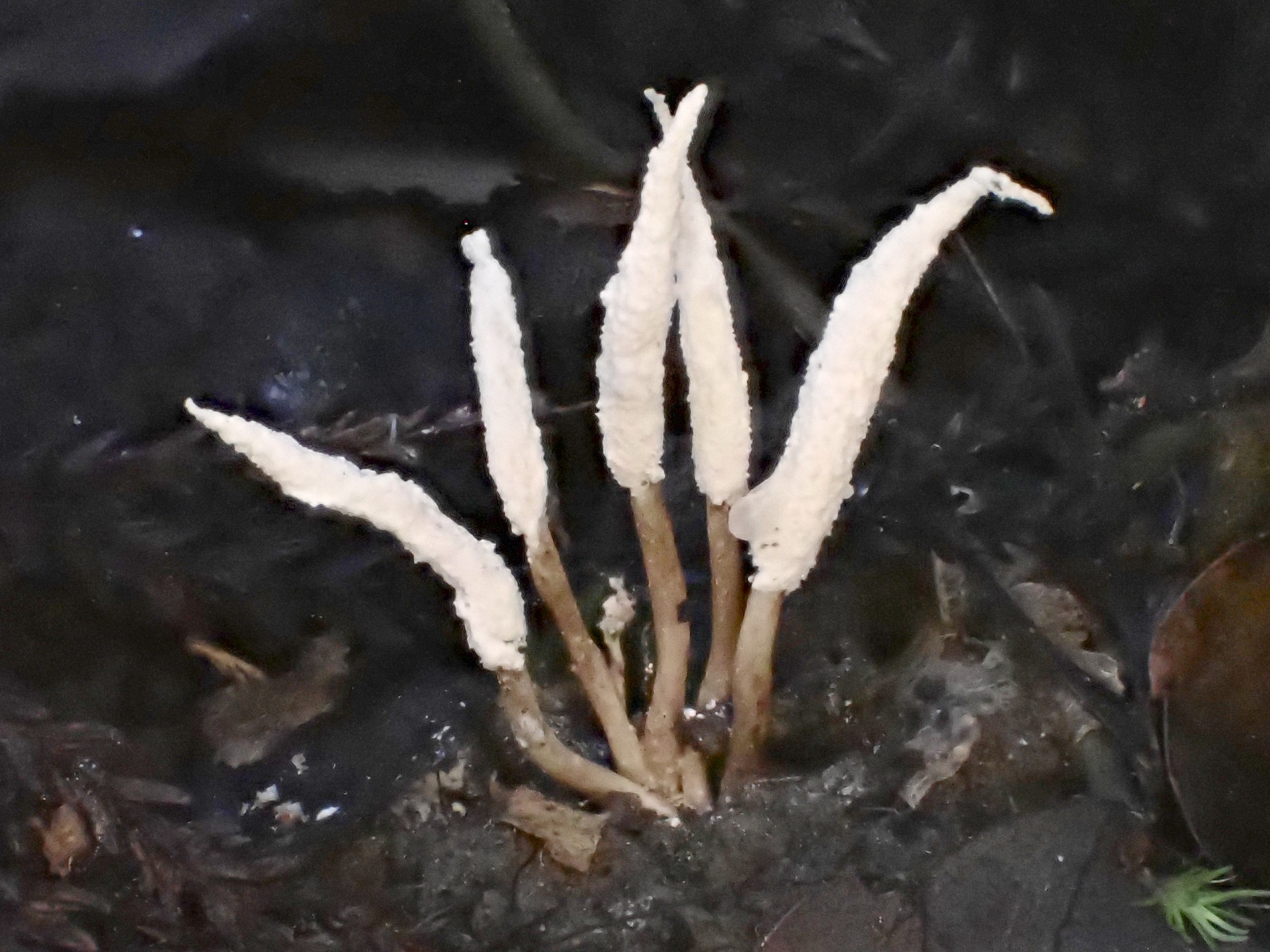 ツクツクボウシタケ の高画質写真です。横浜市で、2024年8月17日に撮影したものです。