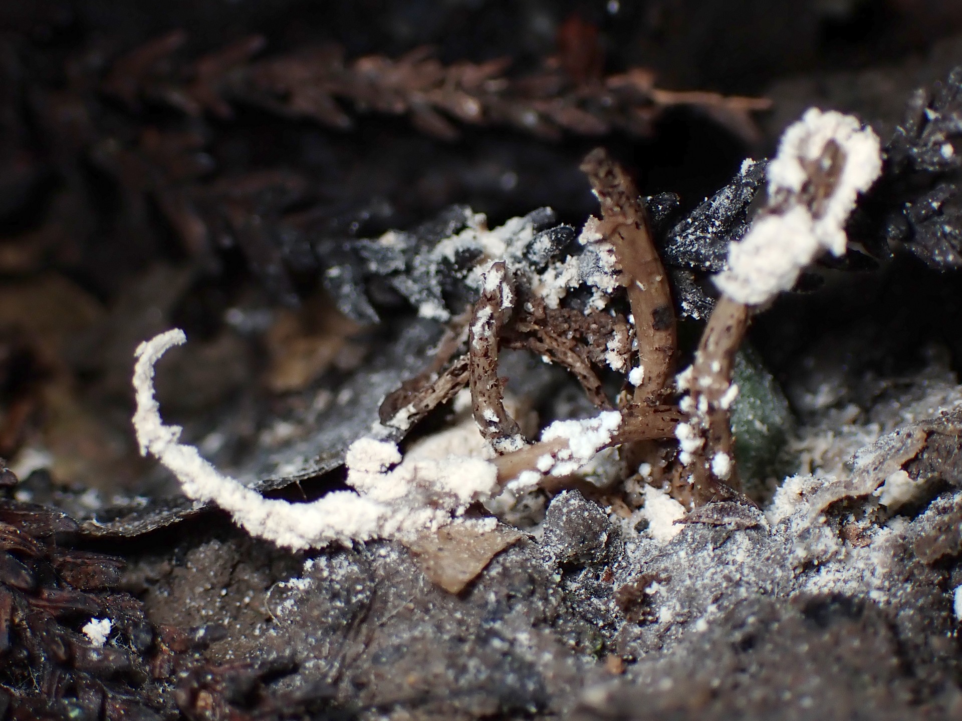 ツクツクボウシタケ の高画質写真です。横浜市で、2024年8月21日に撮影したものです。