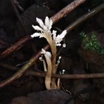 ツクツクボウシタケ の高画質写真です。横浜市で、2024年8月17日に撮影したものです。