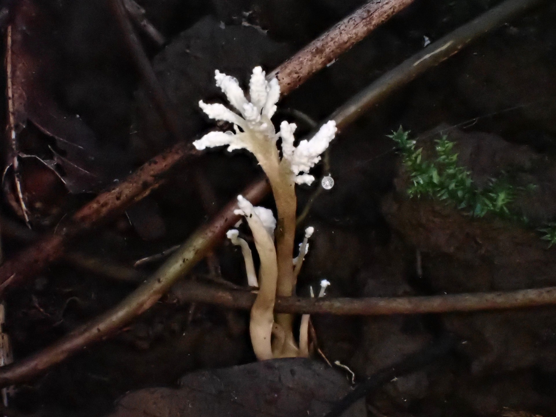 ツクツクボウシタケ の高画質写真です。横浜市で、2024年8月17日に撮影したものです。