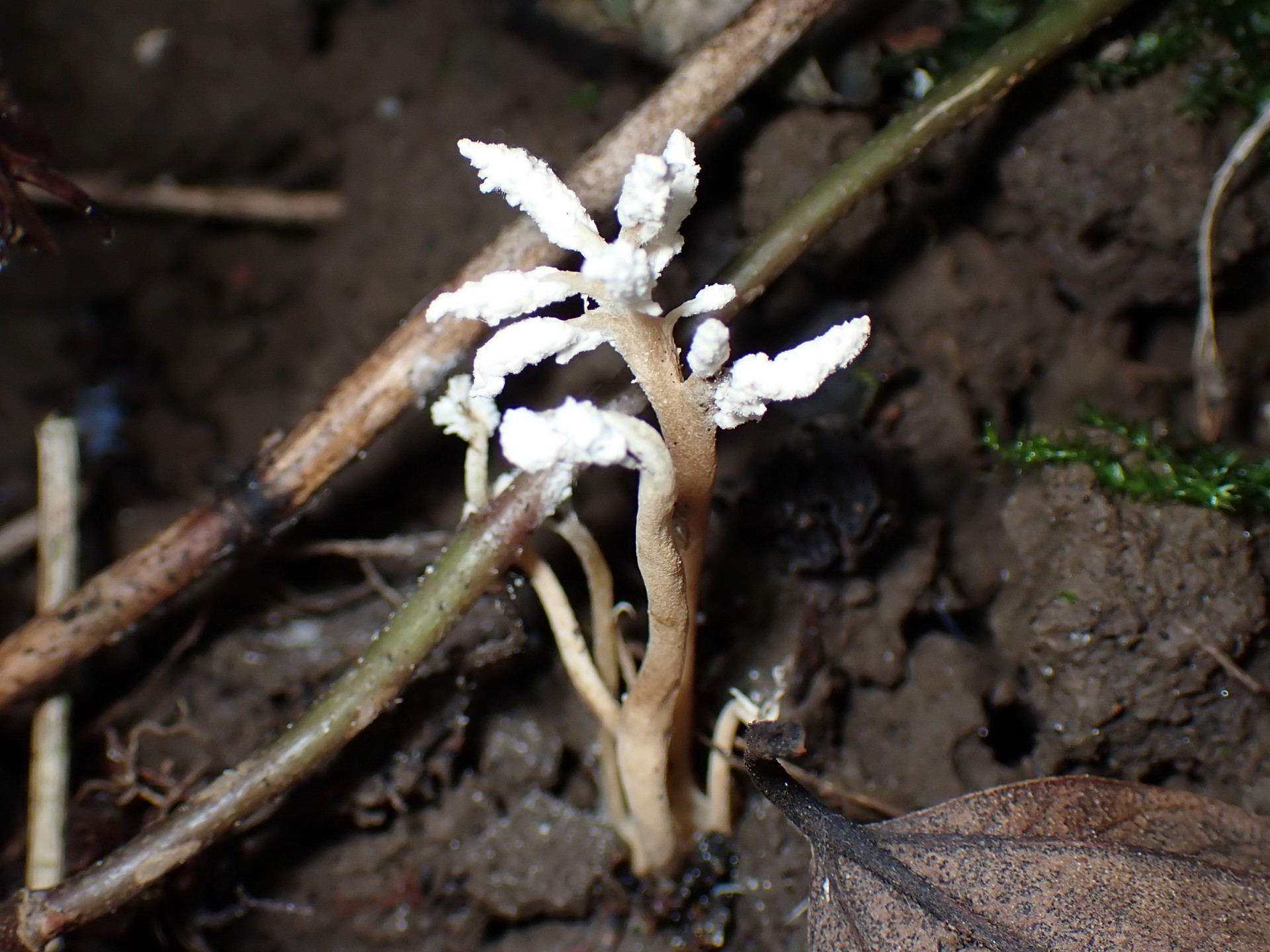 ツクツクボウシタケ の高画質写真です。横浜市で、2024年8月21日に撮影したものです。