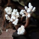 ツクツクボウシタケ の高画質写真です。横浜市で、2024年8月21日に撮影したものです。