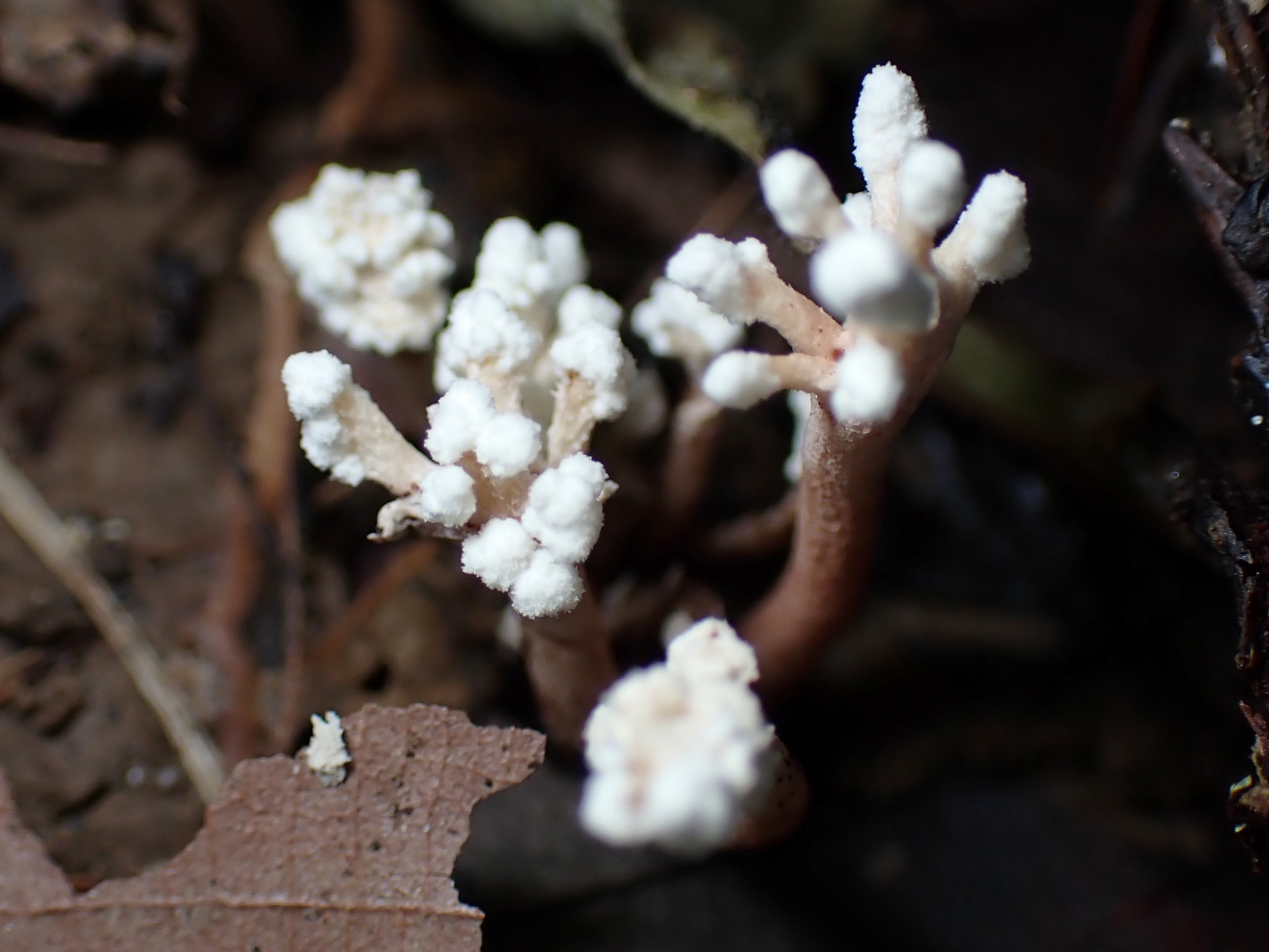 ツクツクボウシタケ の高画質写真です。横浜市で、2024年8月21日に撮影したものです。