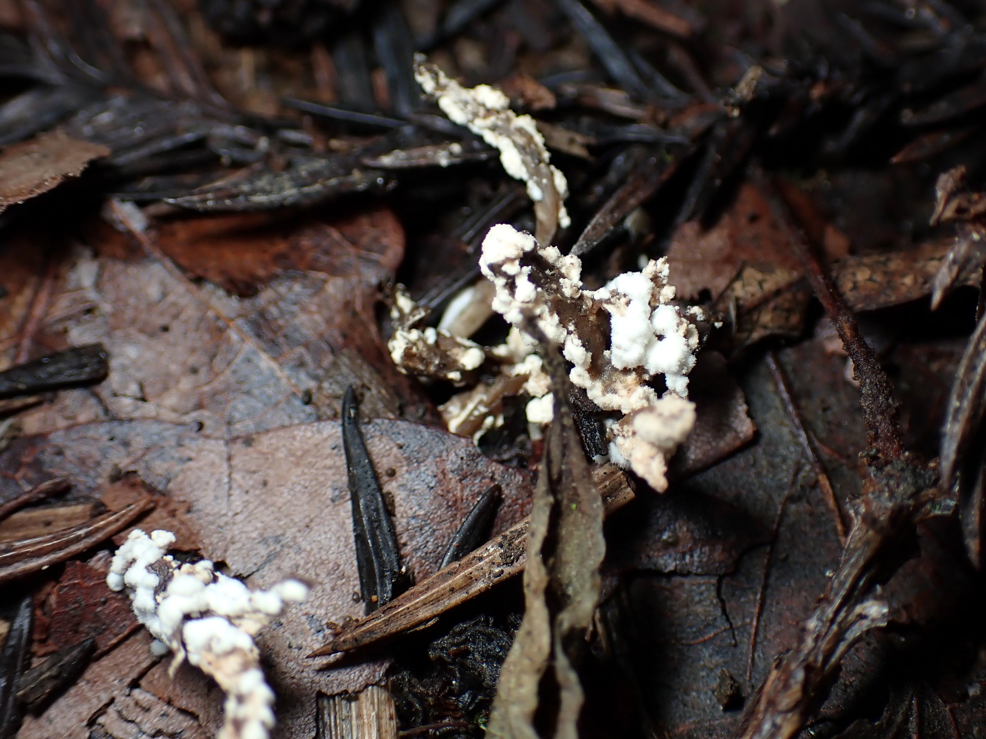 ツクツクボウシタケ の高画質写真です。横浜市で、2024年8月21日に撮影したものです。