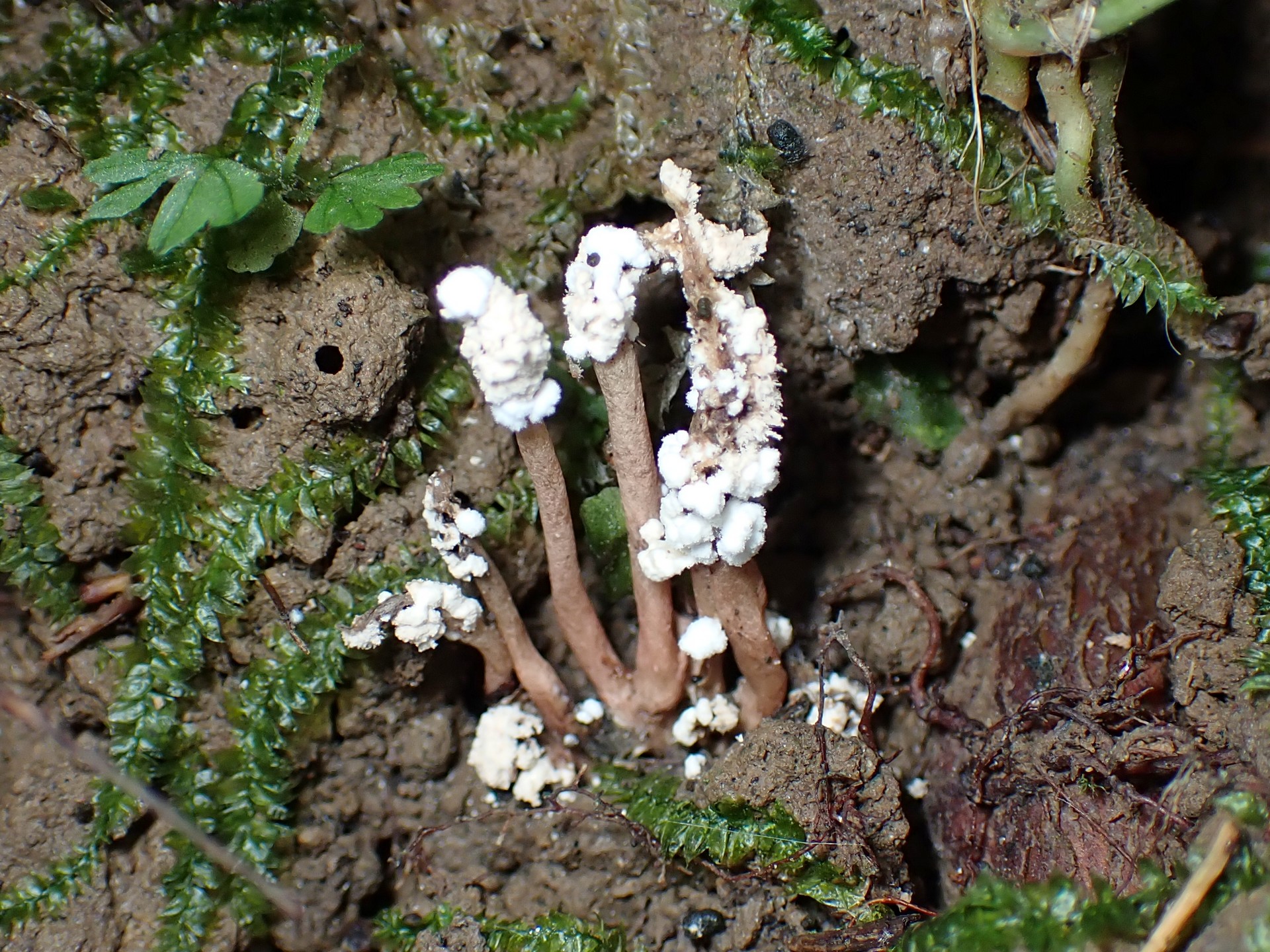 ツクツクボウシタケ の高画質写真です。横浜市で、2024年8月21日に撮影したものです。