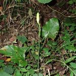 ウバユリ の高画質写真です。横浜市で、2024年8月9日に撮影したものです。