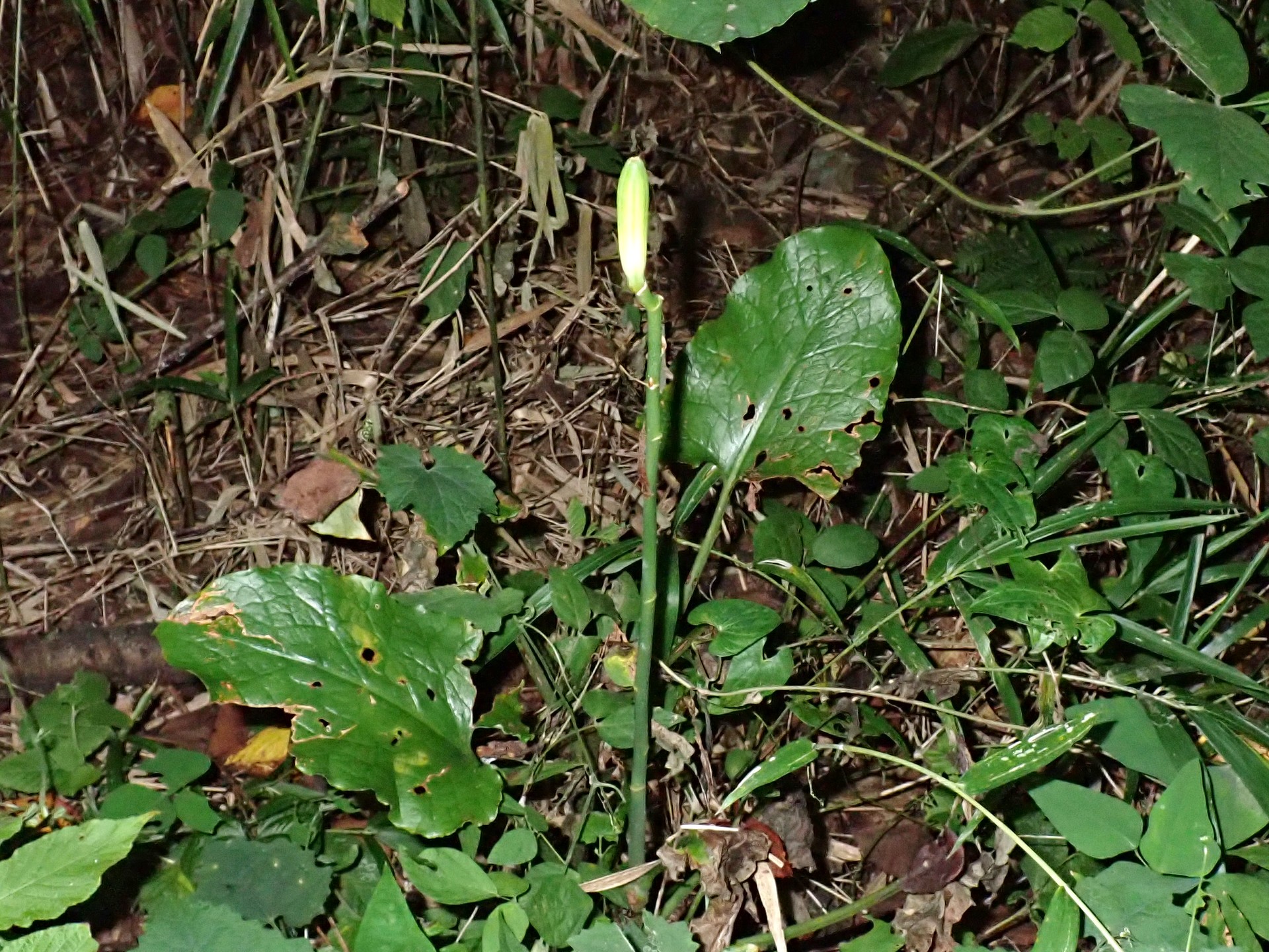 ウバユリ の高画質写真です。横浜市で、2024年8月9日に撮影したものです。