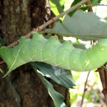 ウチスズメの幼虫 の高画質写真です。横浜市で、2024年8月17日に撮影したものです。