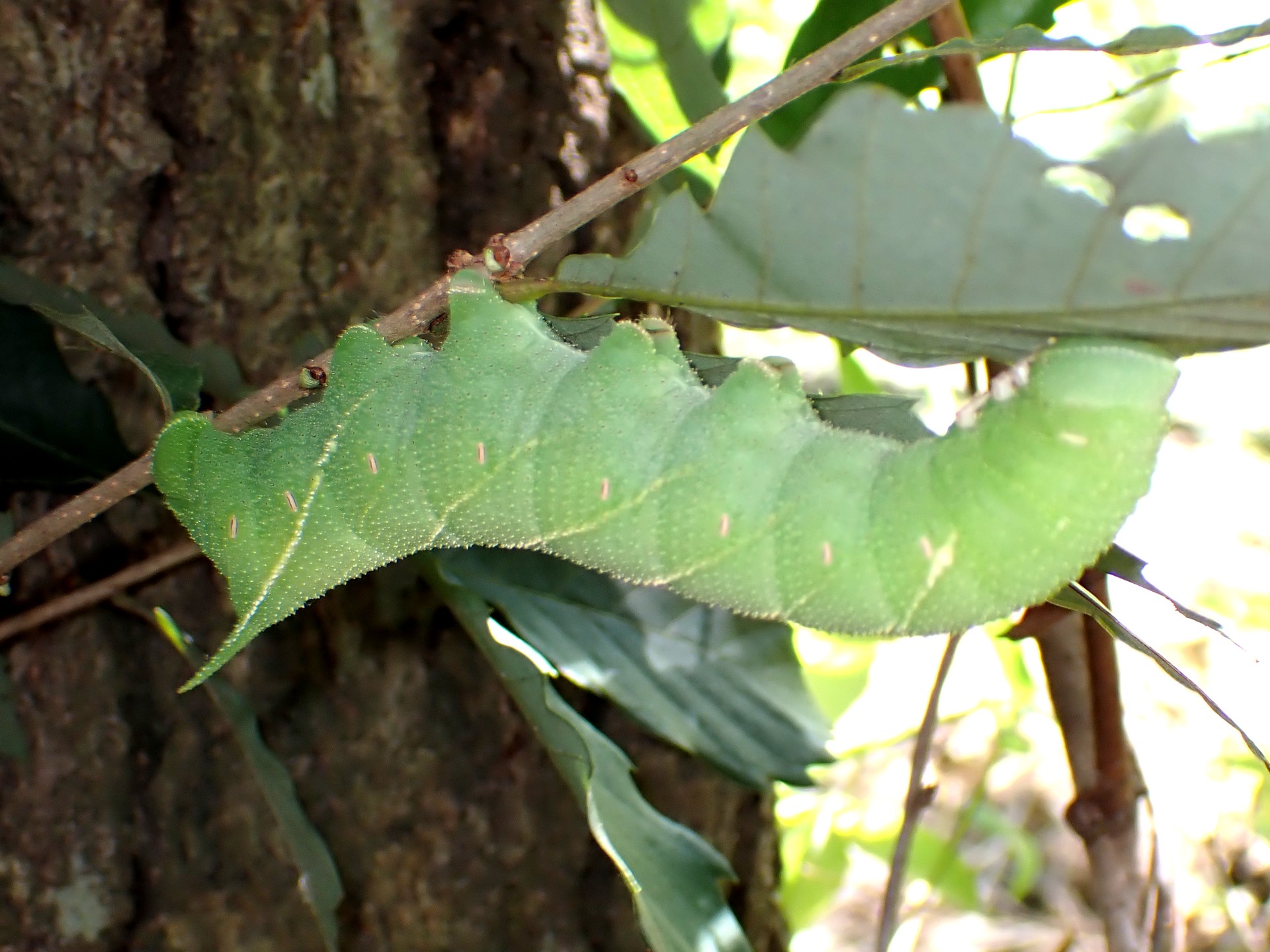 ウチスズメの幼虫 の高画質写真です。横浜市で、2024年8月17日に撮影したものです。