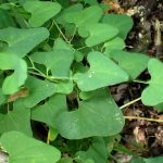 ウマノスズクサ の高画質写真です。横浜市で、2024年8月17日に撮影したものです。