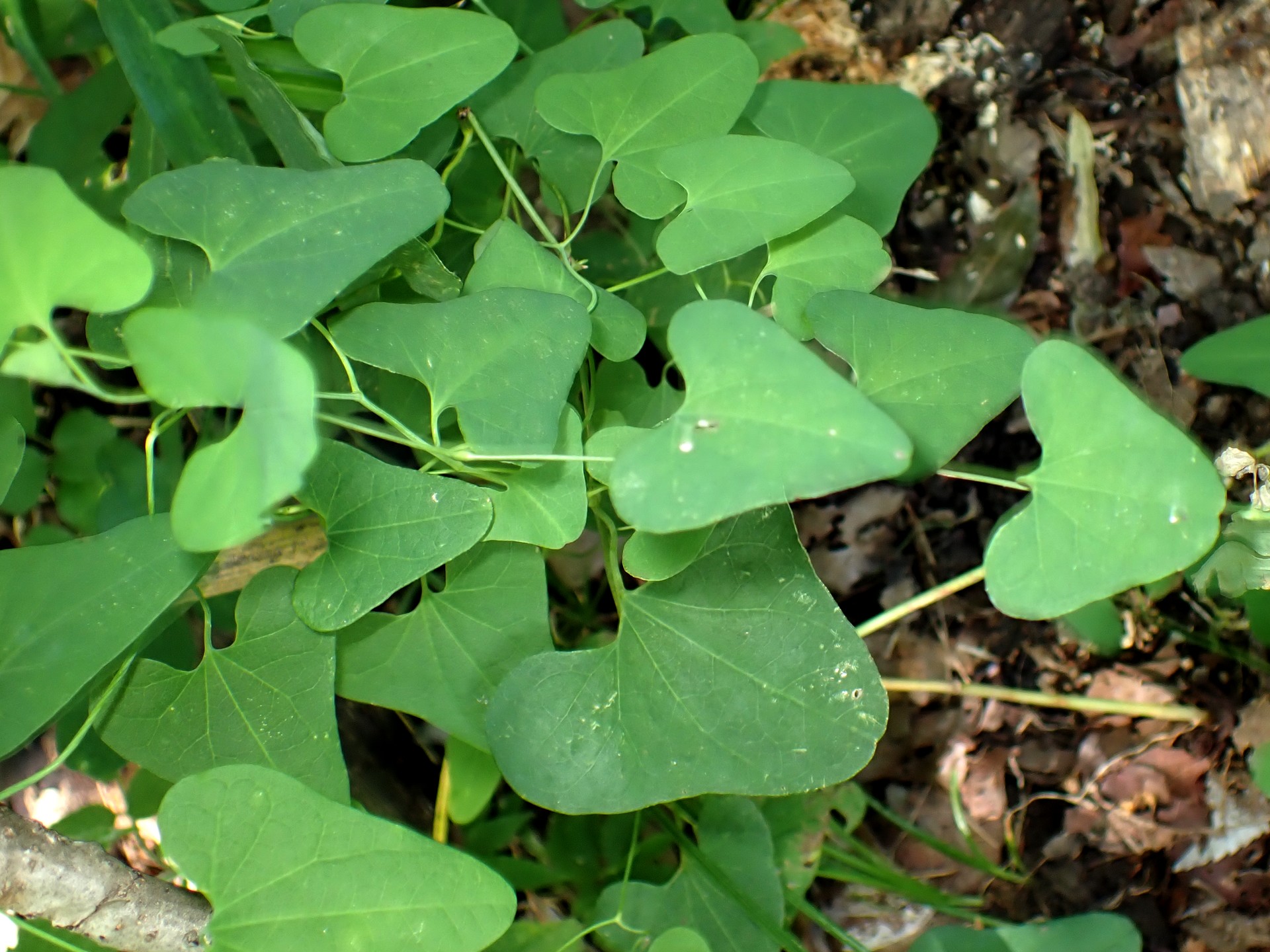 ウマノスズクサ の高画質写真です。横浜市で、2024年8月17日に撮影したものです。