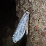 ウスバカゲロウの仲間 の高画質写真です。横浜市で、2024年8月26日に撮影したものです。