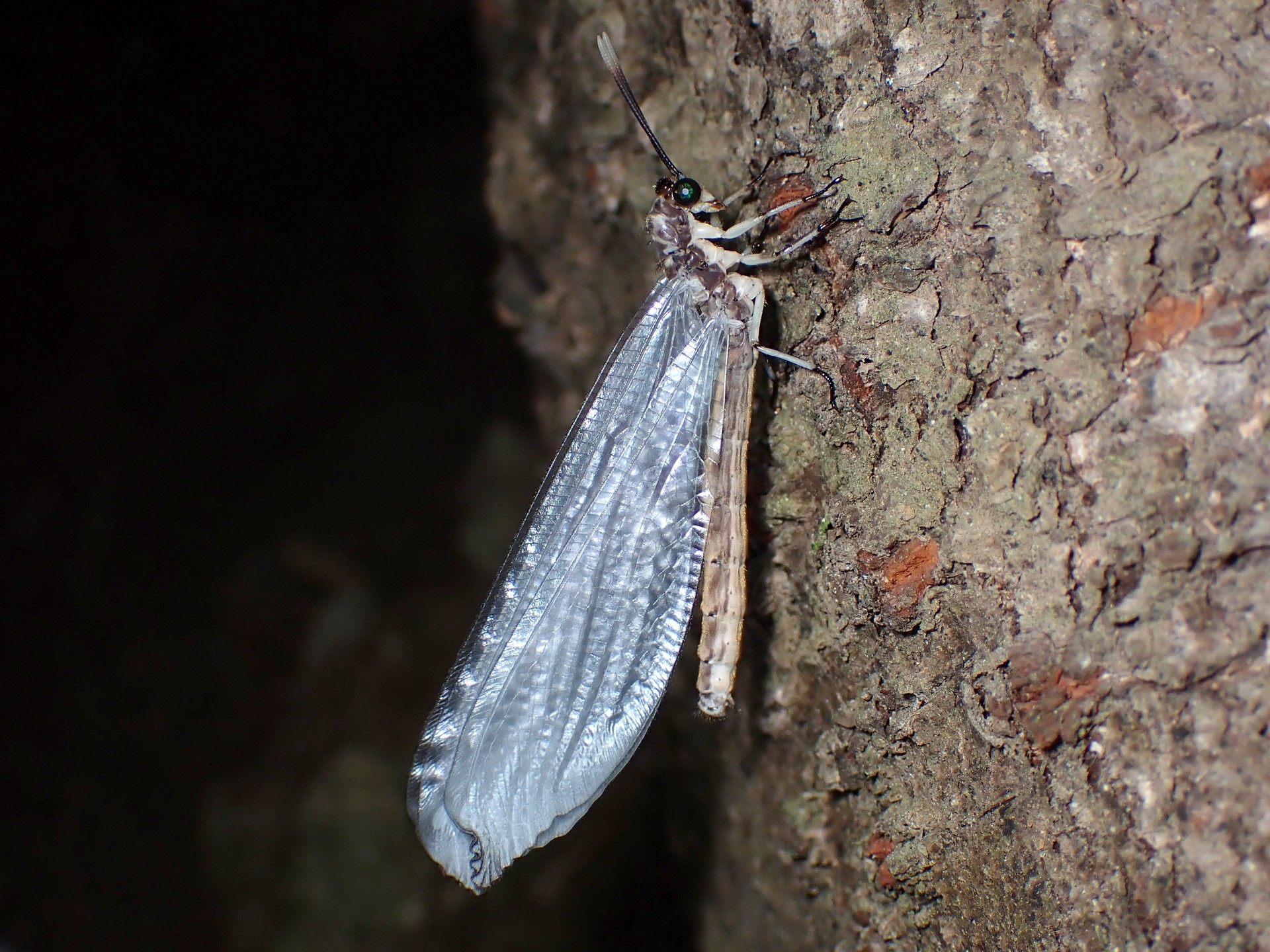 ウスバカゲロウの仲間 の高画質写真です。横浜市で、2024年8月26日に撮影したものです。