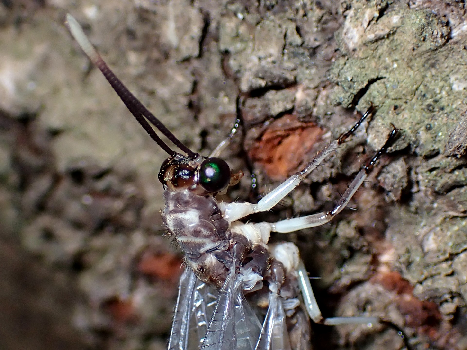 ウスバカゲロウの仲間 の高画質写真です。横浜市で、2024年8月26日に撮影したものです。