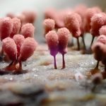 ウツボホコリ の高画質写真です。横浜市で、2024年8月26日に撮影したものです。