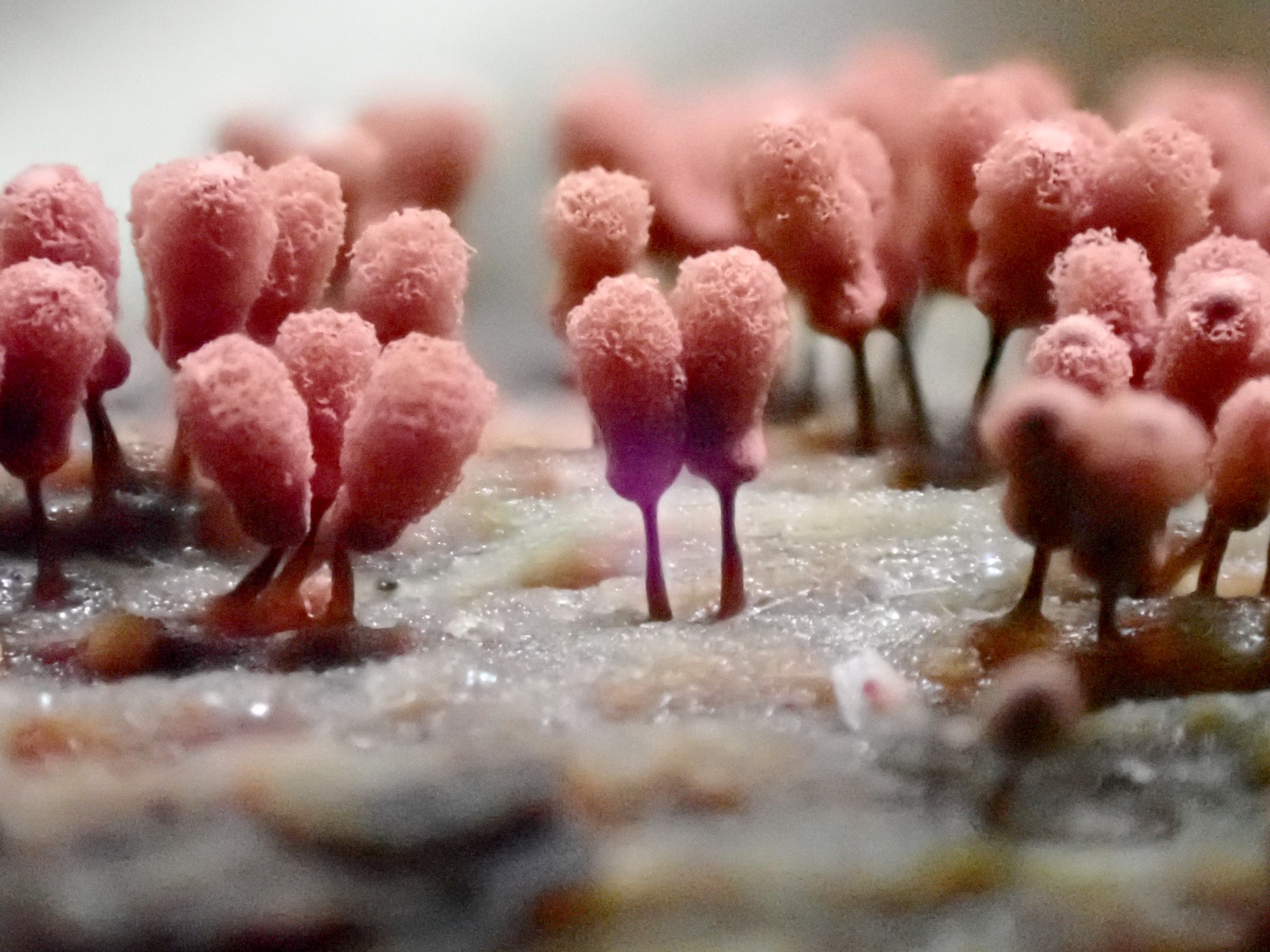 ウツボホコリ の高画質写真です。横浜市で、2024年8月26日に撮影したものです。