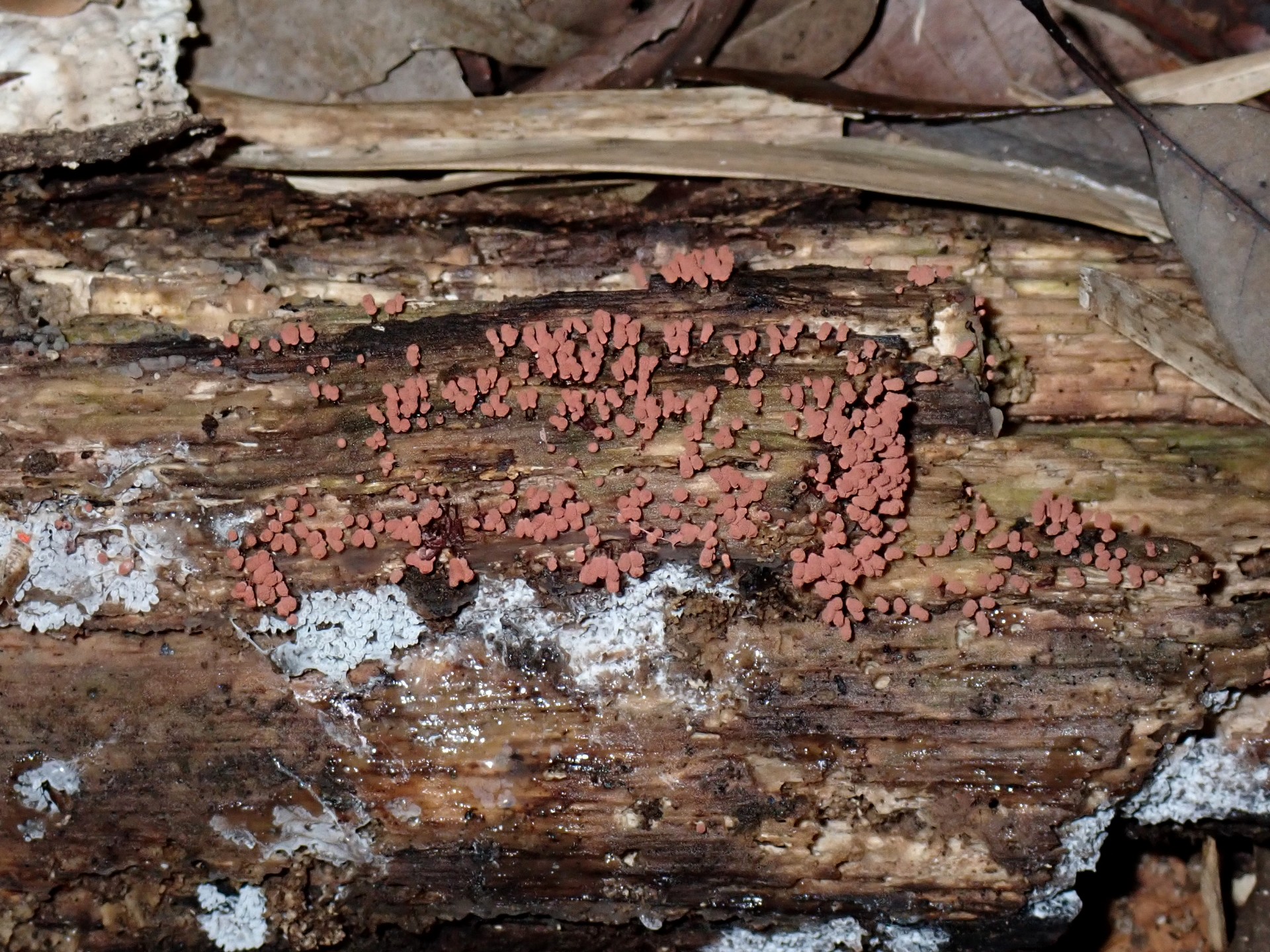 ウツボホコリ の高画質写真です。横浜市で、2024年8月26日に撮影したものです。