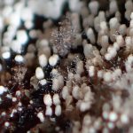 ウツボホコリの中間とケカビ の高画質写真です。横浜市で、2024年8月17日に撮影したものです。