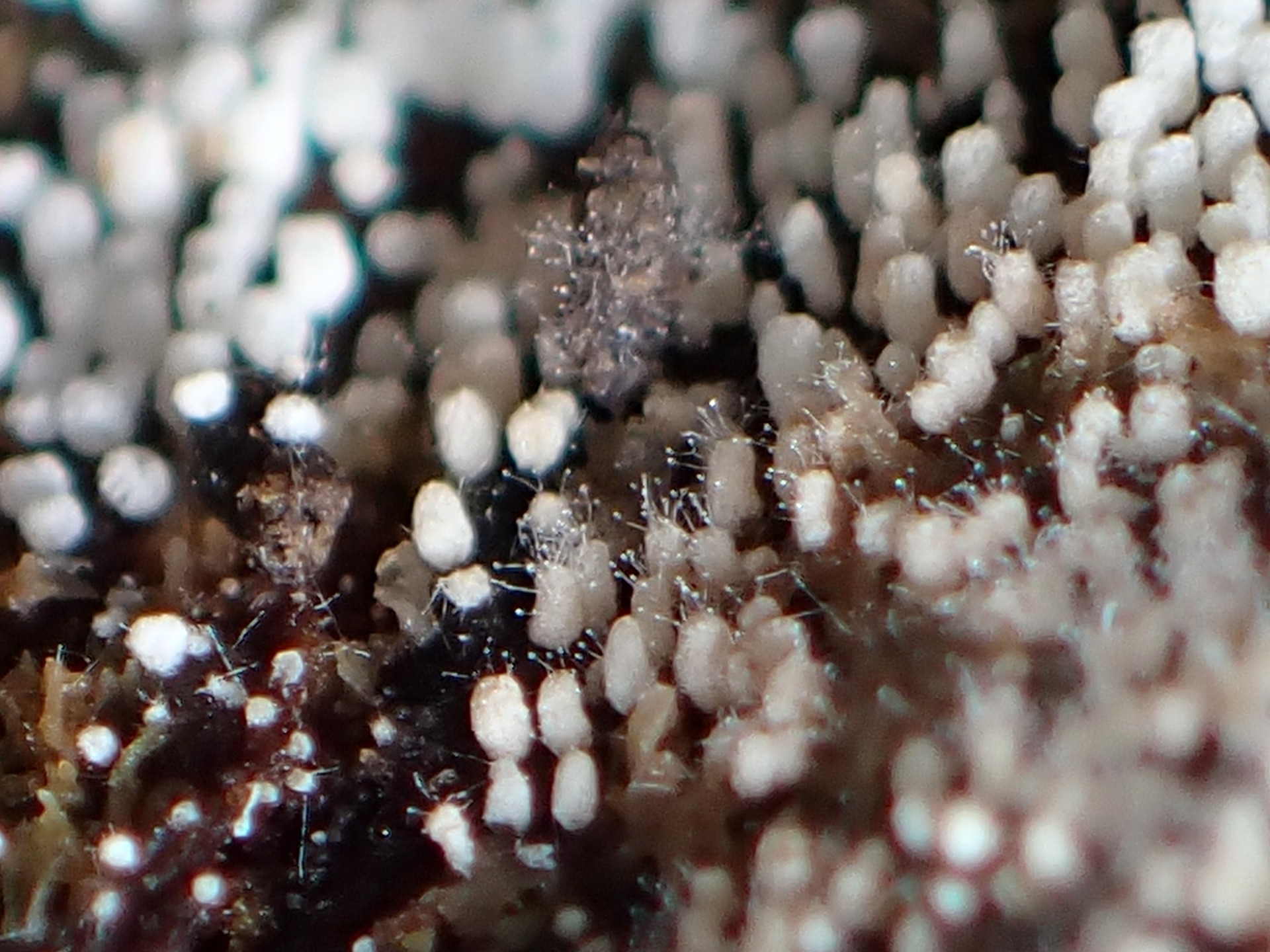 ウツボホコリの中間とケカビ の高画質写真です。横浜市で、2024年8月17日に撮影したものです。