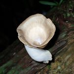 渦巻形きのこ の高画質写真です。横浜市で、2024年8月11日に撮影したものです。