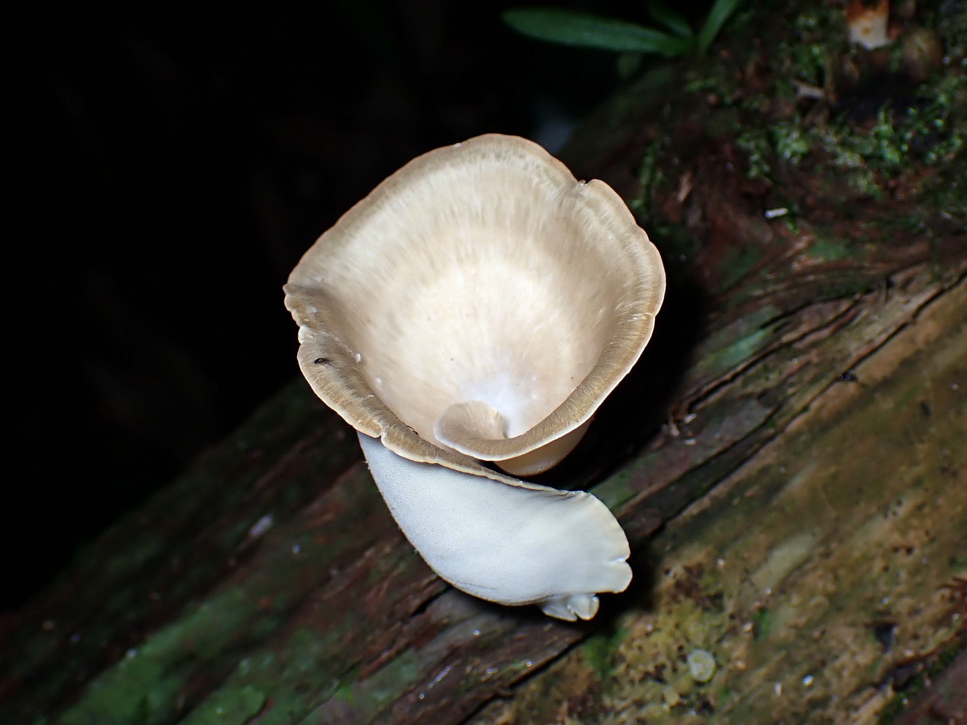 渦巻形きのこ の高画質写真です。横浜市で、2024年8月11日に撮影したものです。