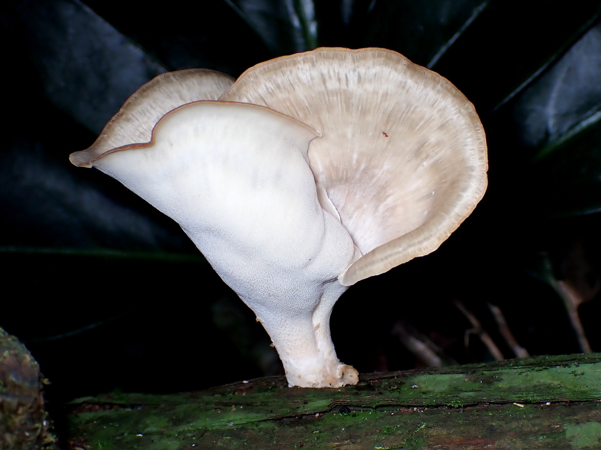 渦巻形きのこ の高画質写真です。横浜市で、2024年8月11日に撮影したものです。