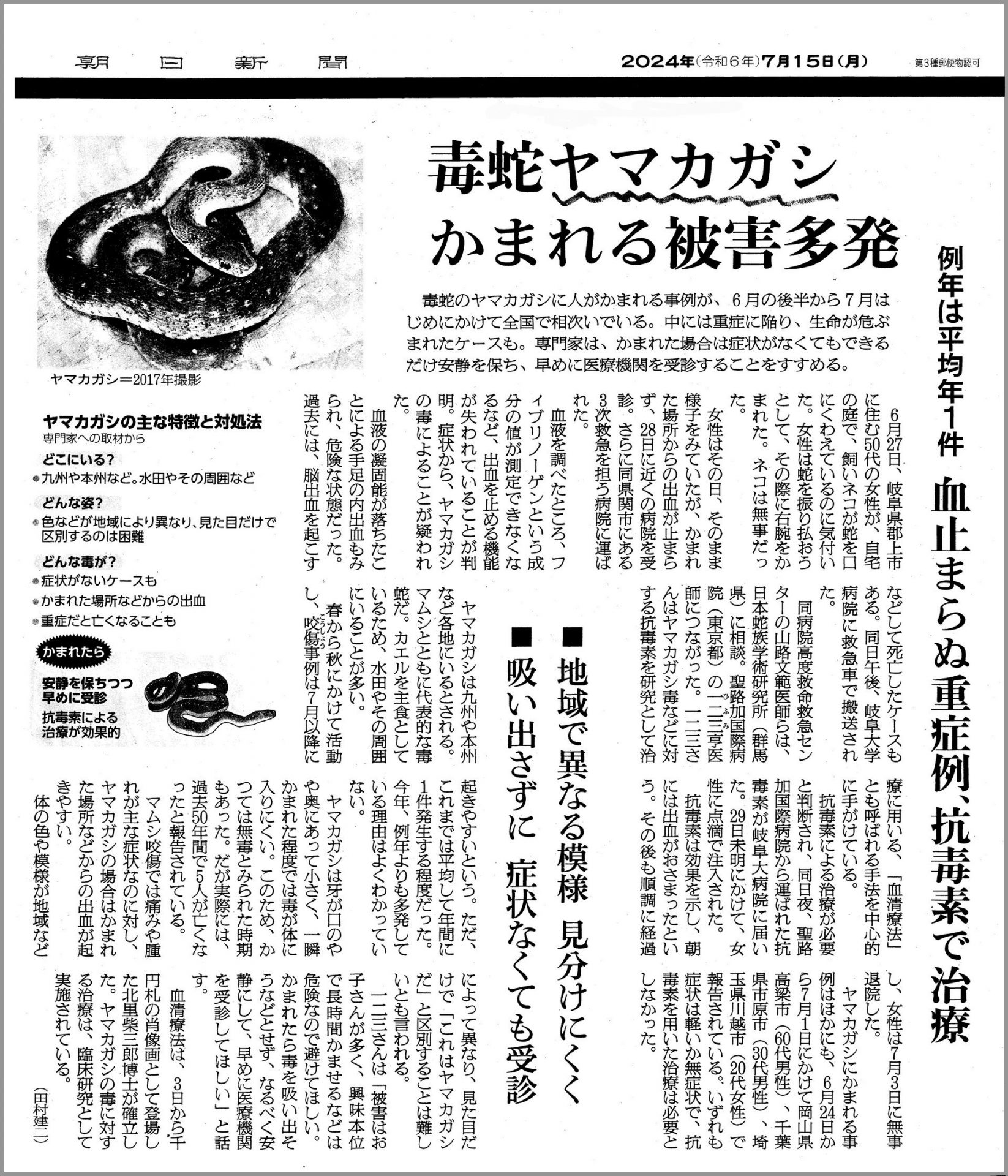 朝日新聞 に載った ヤマカガシ被害に関する記事です。2024年07月15日の新聞です。