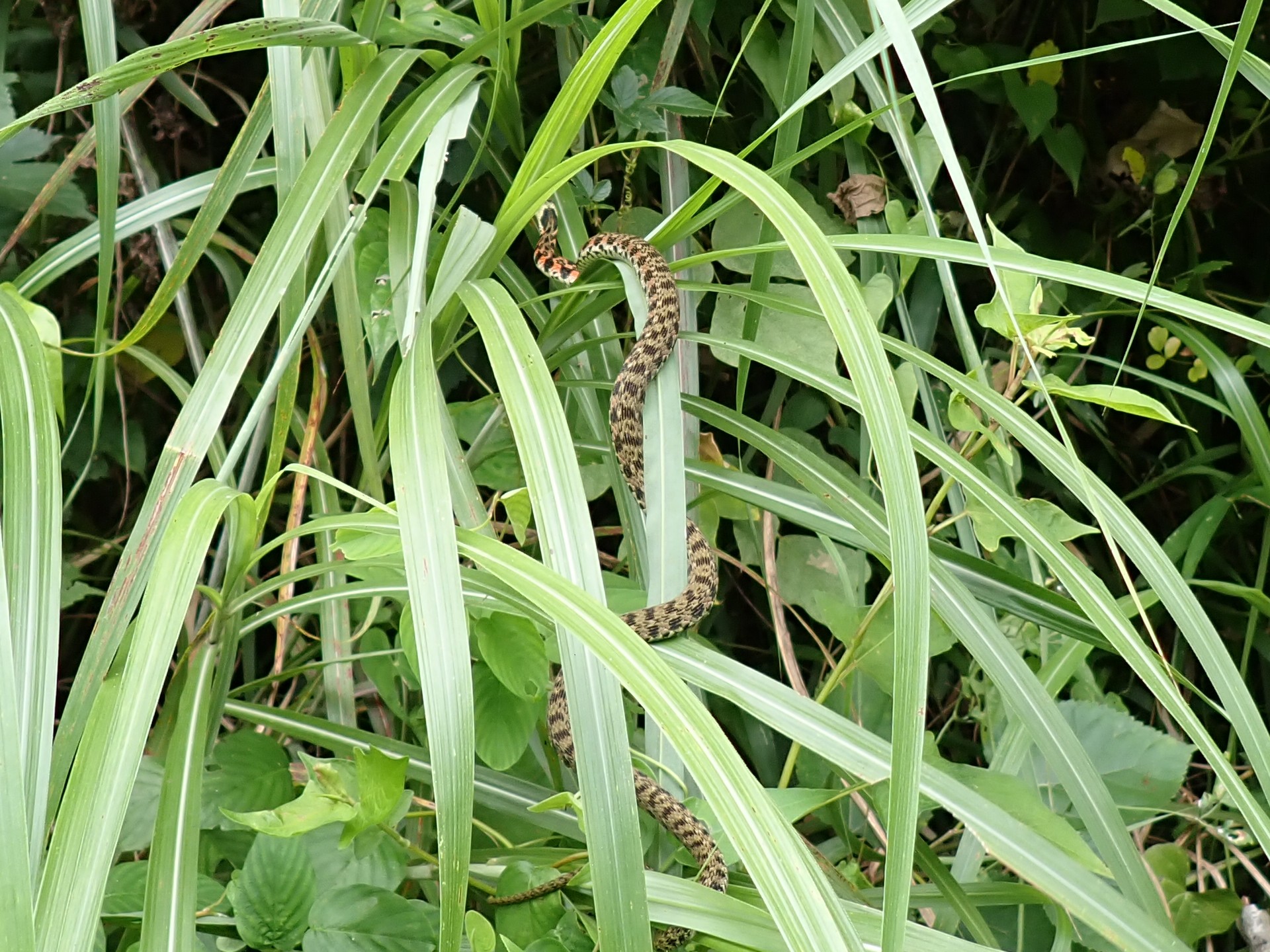 ヤマカガシ の高画質写真です。横浜市で、2024年8月5日に撮影したものです。