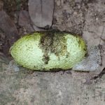 ヤママユ（野生のカイコの繭） の高画質写真です。横浜市で、2024年8月26日に撮影したものです。