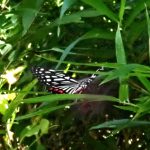 アカボシゴマダラ の高画質写真です。横浜市で、2024年9月20日に撮影したものです。