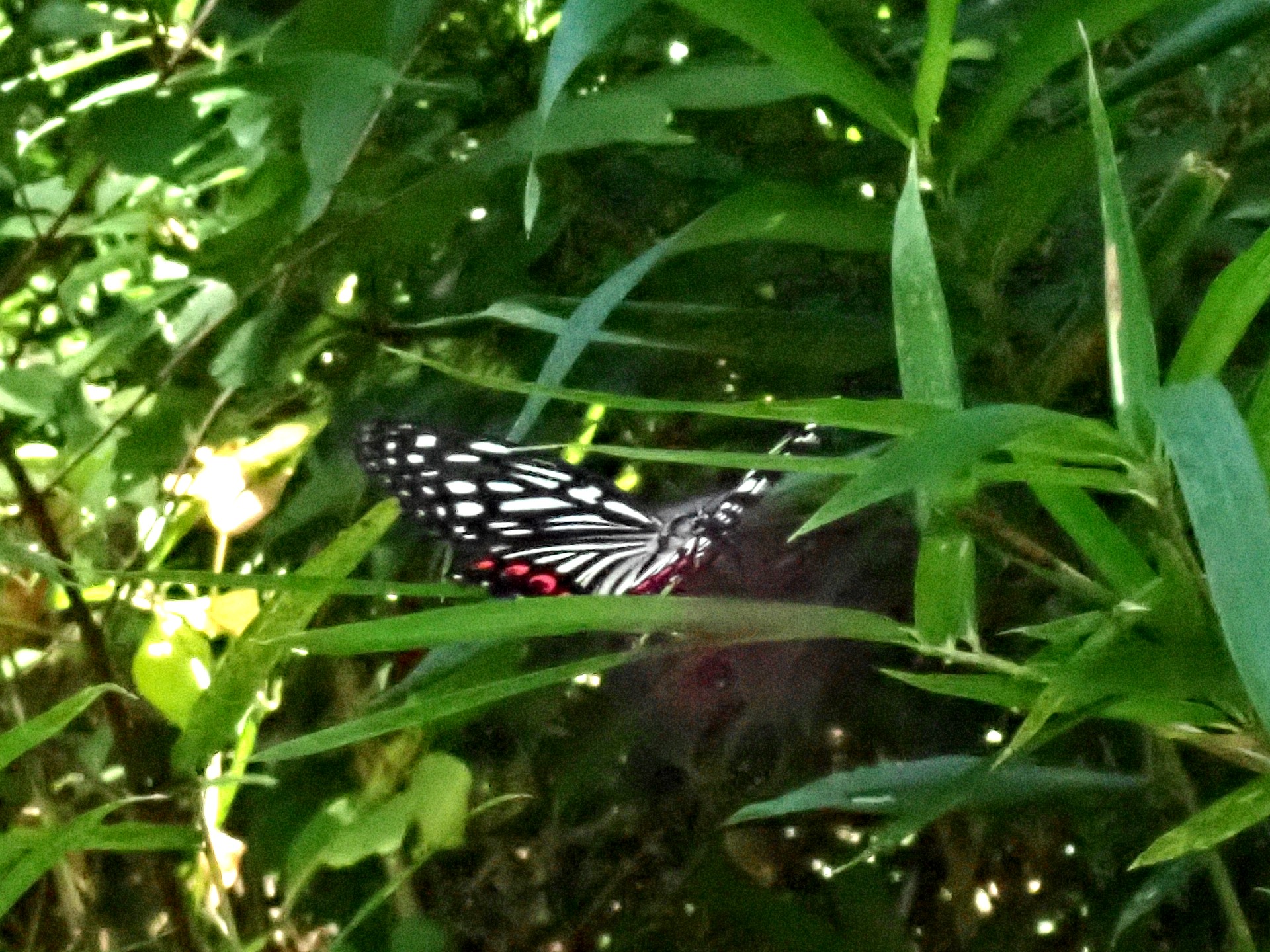 アカボシゴマダラ の高画質写真です。横浜市で、2024年9月20日に撮影したものです。