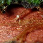 赤い不明菌 の高画質写真です。横浜市で、2024年9月5日に撮影したものです。