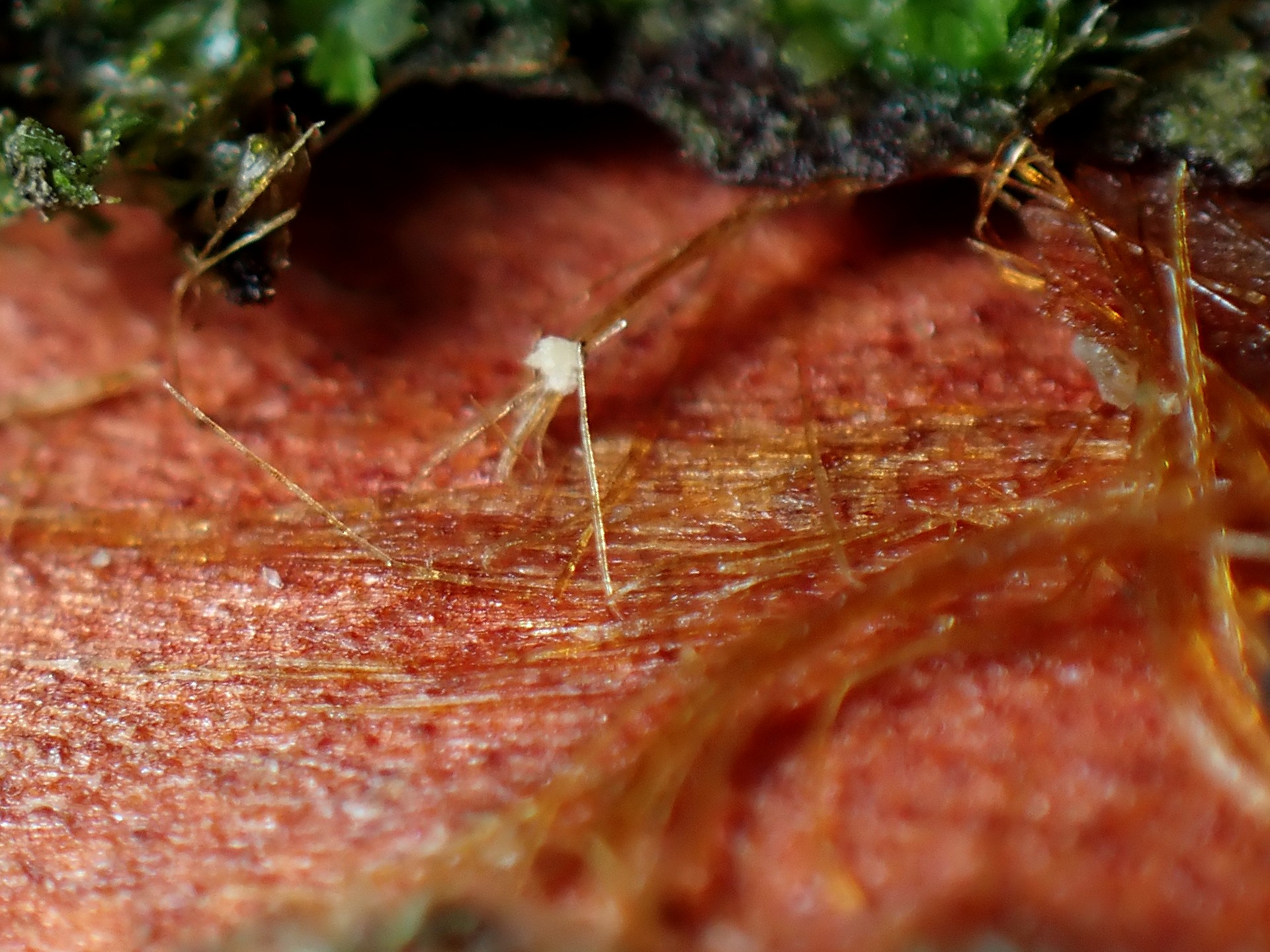 赤い不明菌 の高画質写真です。横浜市で、2024年9月5日に撮影したものです。