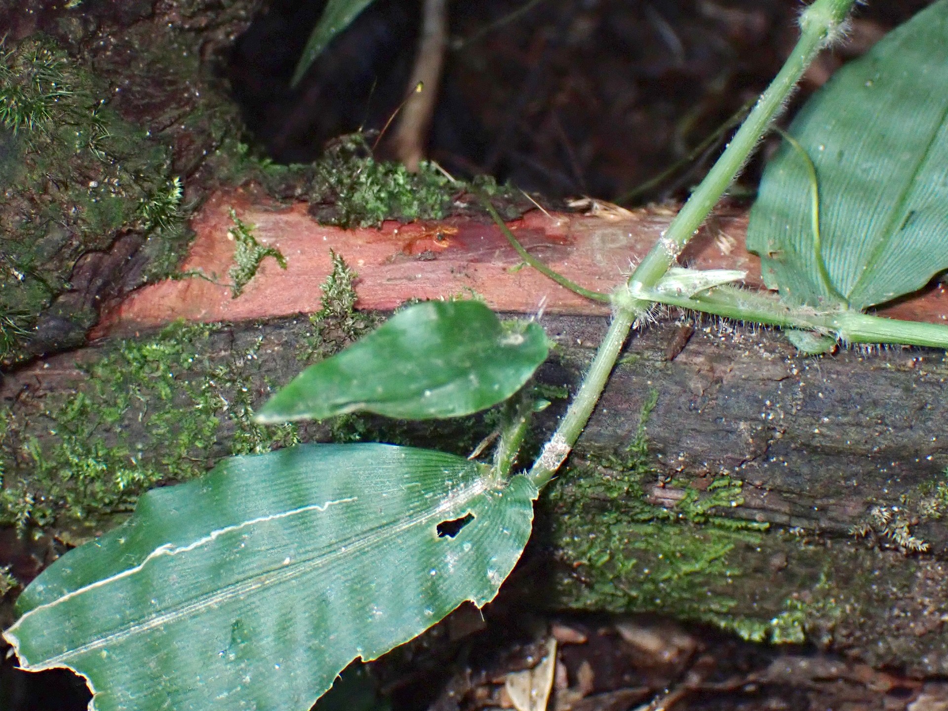 赤い不明菌 の高画質写真です。横浜市で、2024年9月5日に撮影したものです。