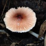 アカキツネガサ の高画質写真です。横浜市で、2024年9月8日に撮影したものです。