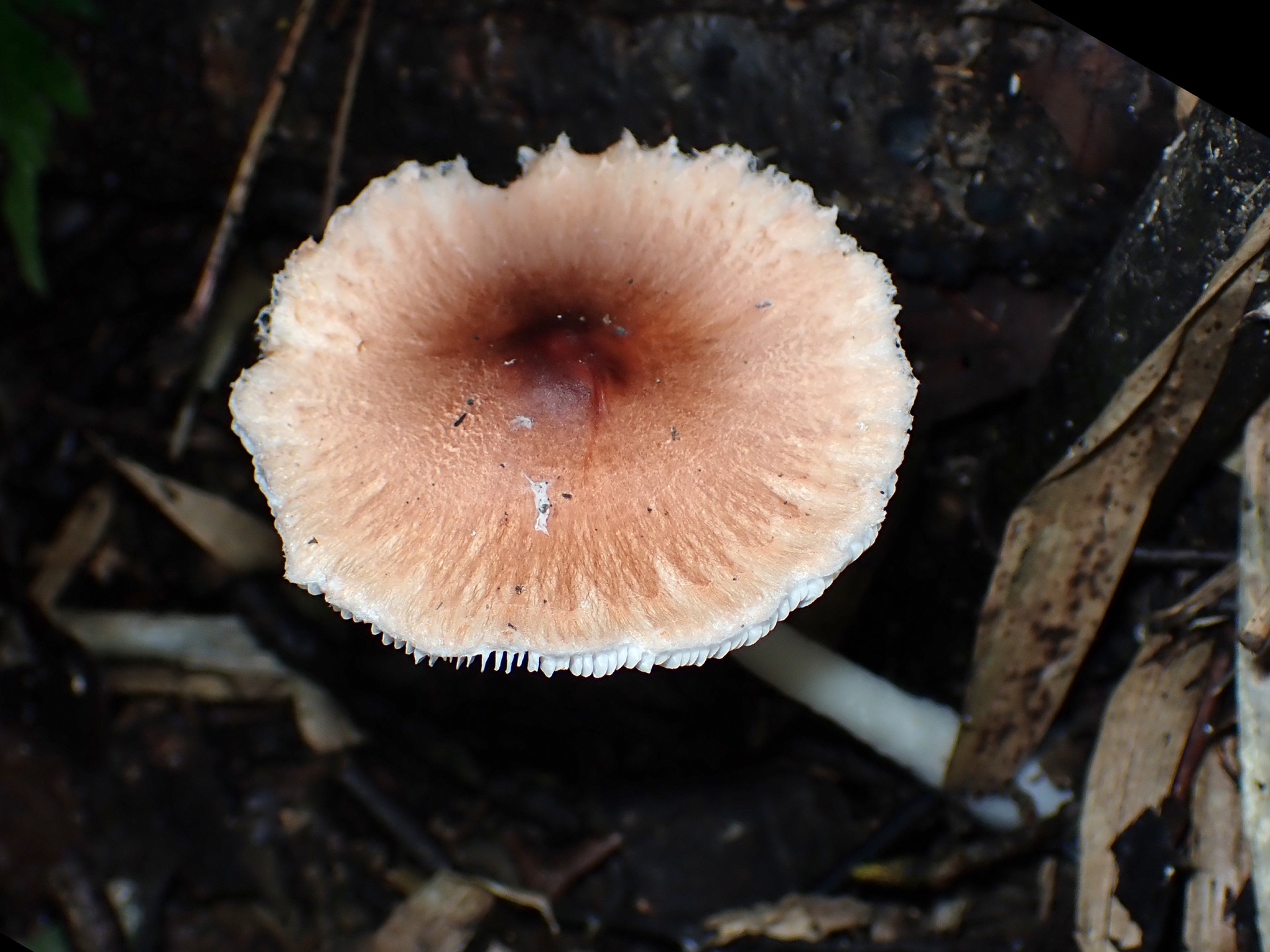 アカキツネガサ の高画質写真です。横浜市で、2024年9月8日に撮影したものです。