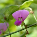 アレチヌスビトハギ の高画質写真です。横浜市で、2024年9月19日に撮影したものです。