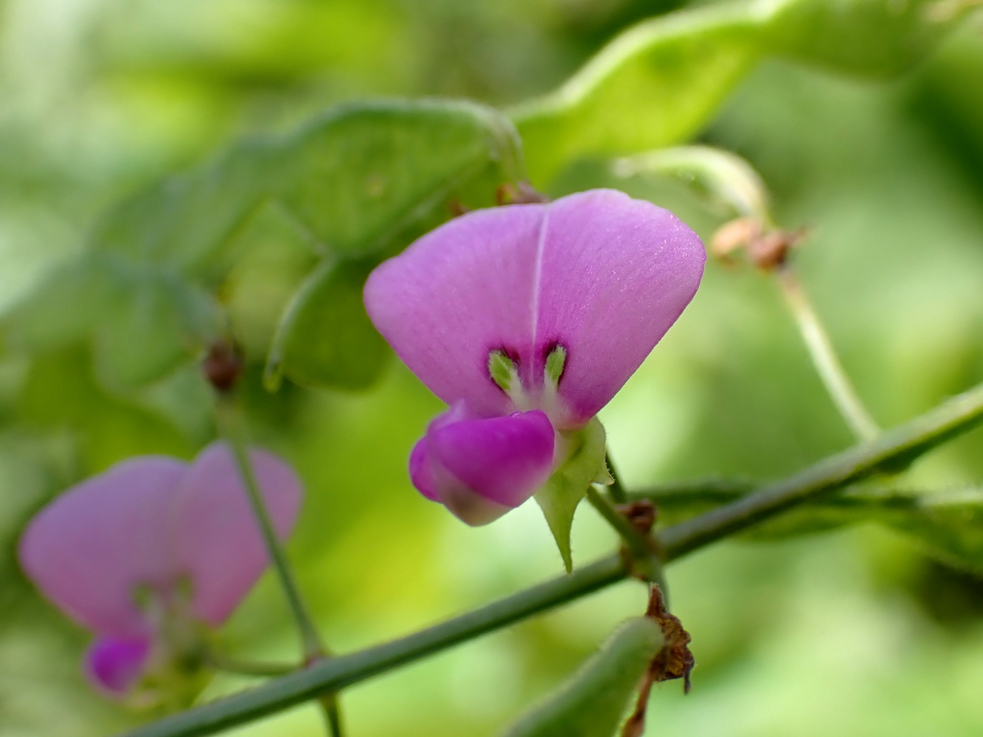 アレチヌスビトハギ の高画質写真です。横浜市で、2024年9月19日に撮影したものです。