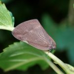 中国アミガサハゴロモ の高画質写真です。横浜市で、2024年9月2日に撮影したものです。