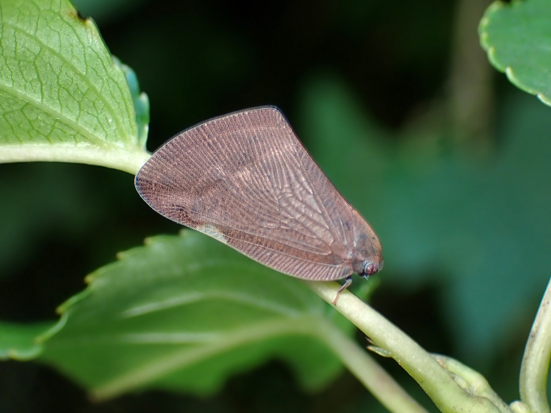 中国アミガサハゴロモ の高画質写真です。横浜市で、2024年9月2日に撮影したものです。