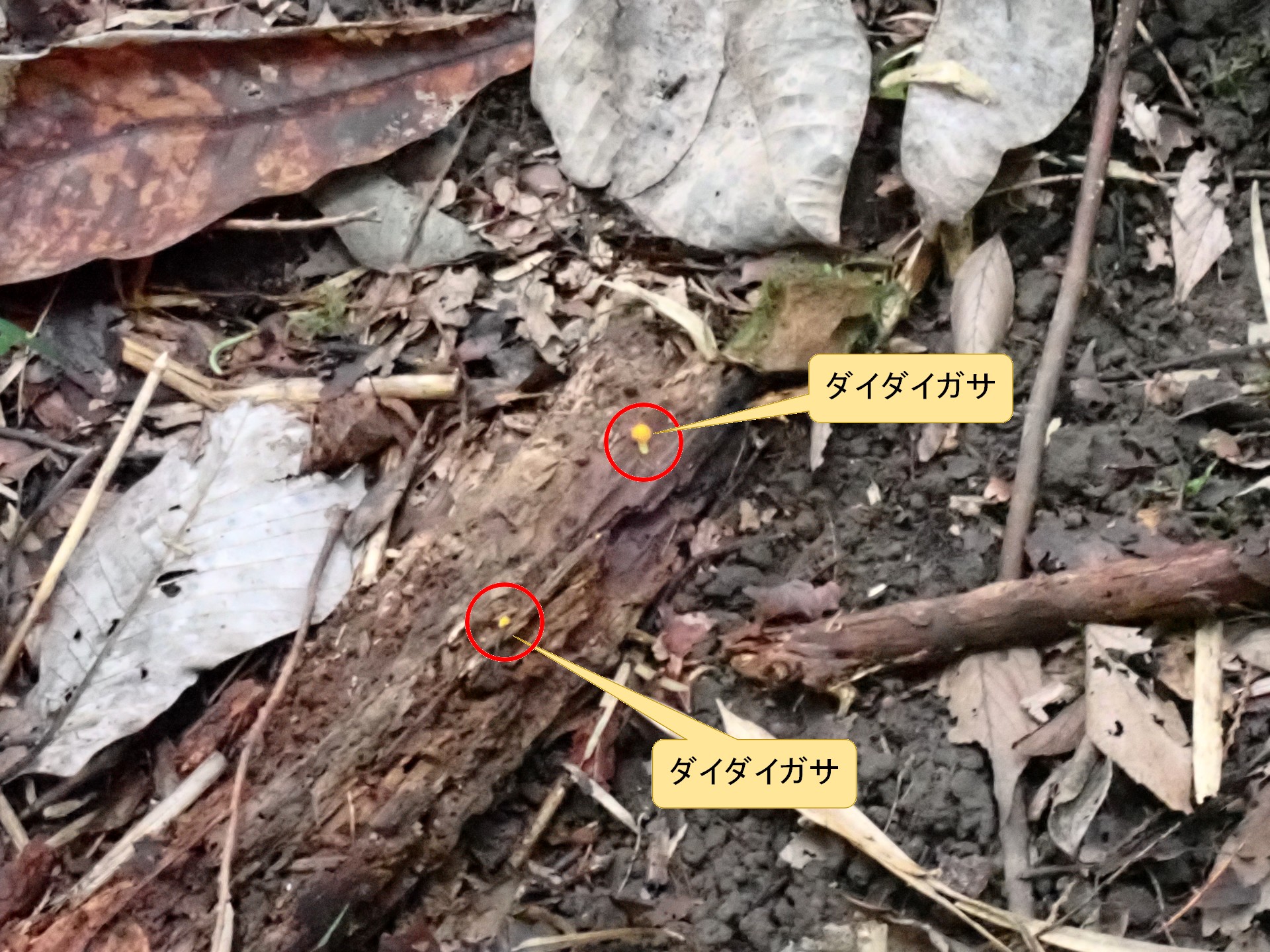 ダイダイガサ の高画質写真です。横浜市で、2024年9月30日に撮影したものです。