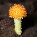 ダイダイガサ の高画質写真です。横浜市で、2024年9月30日に撮影したものです。